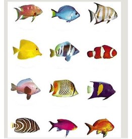 STICKER: JUMBO FISH DOTS 2"  10 SHEETS