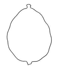 RANENU CUT OUT BLANK  ESROG 12 PIECES 6"X10"