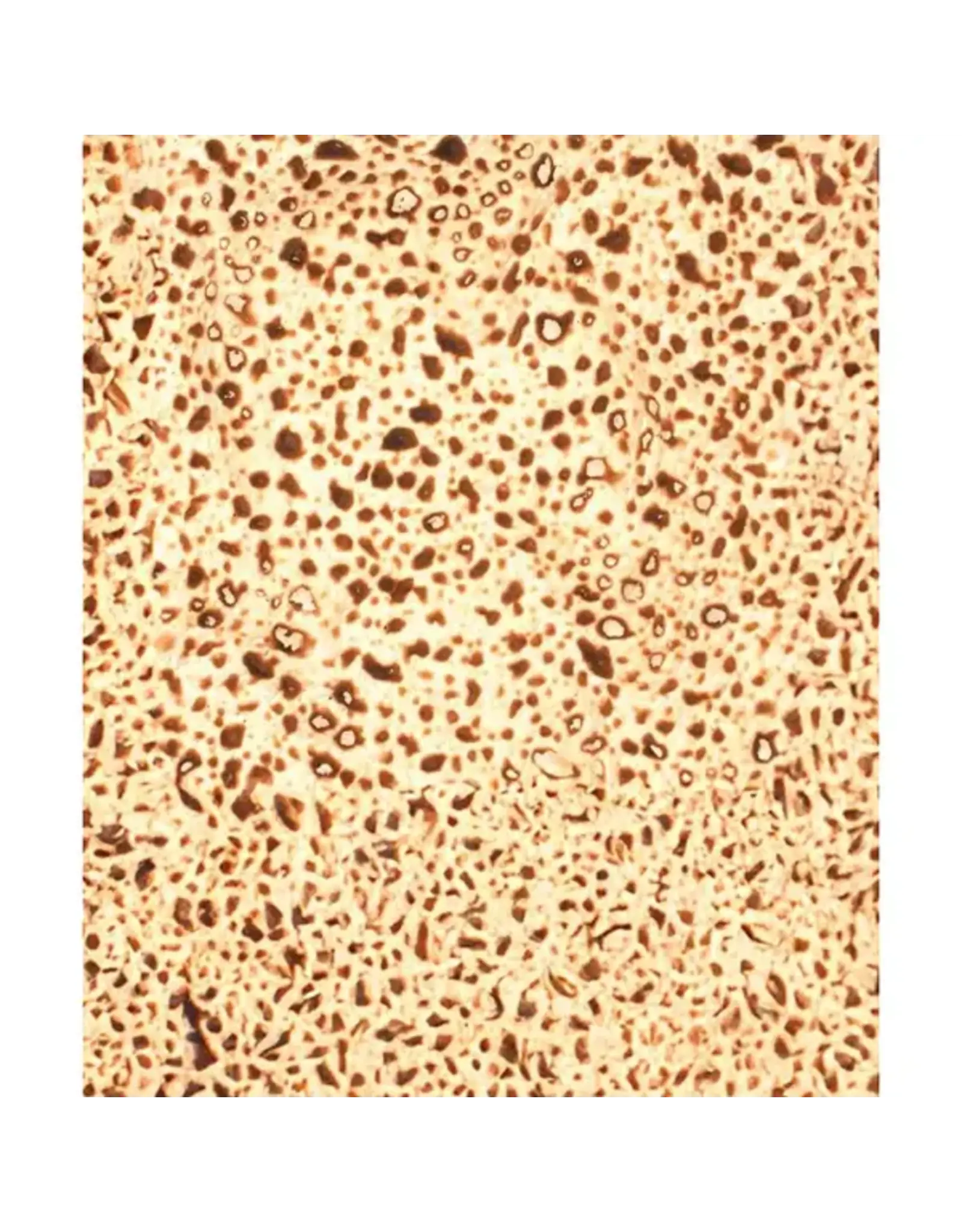 MATZAH PAPER: 8½"x11" 25 SHEETS