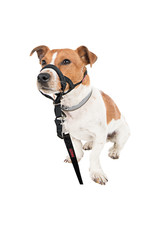 Company of Animals Halti Nylon Head Collar Black