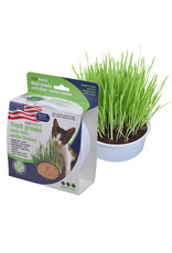 Van Ness Oat Garden Grass Kit / Cat