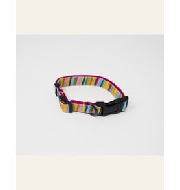 4 Paws Market Rainbow Dog Collar