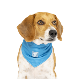 Canada Pooch Chill Seeker Cooling Bandana