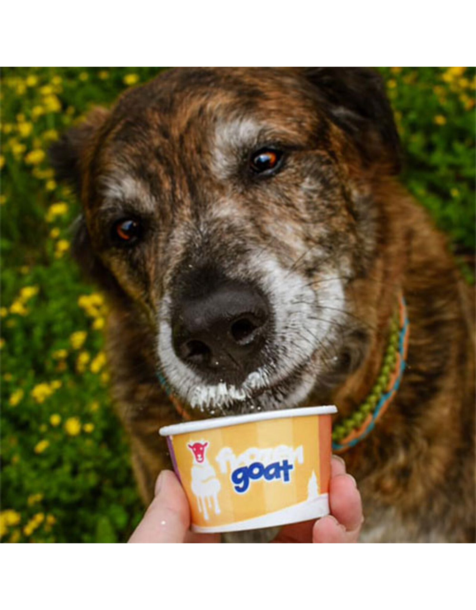 Frozen Goat Yogurt: Bananny – 300ml