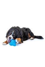 Guru Pet Company Puzzle Jack - Medium