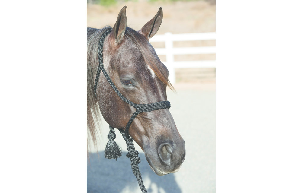 Professional's Choice Cowboy Braided Rope Halter