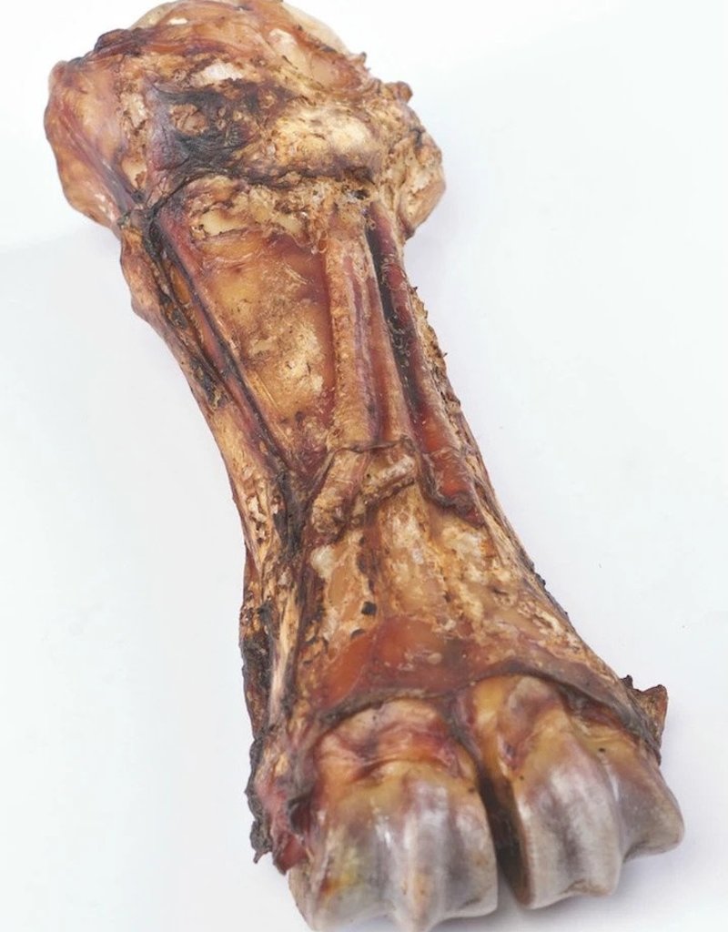 coconut husk substrate leopard gecko