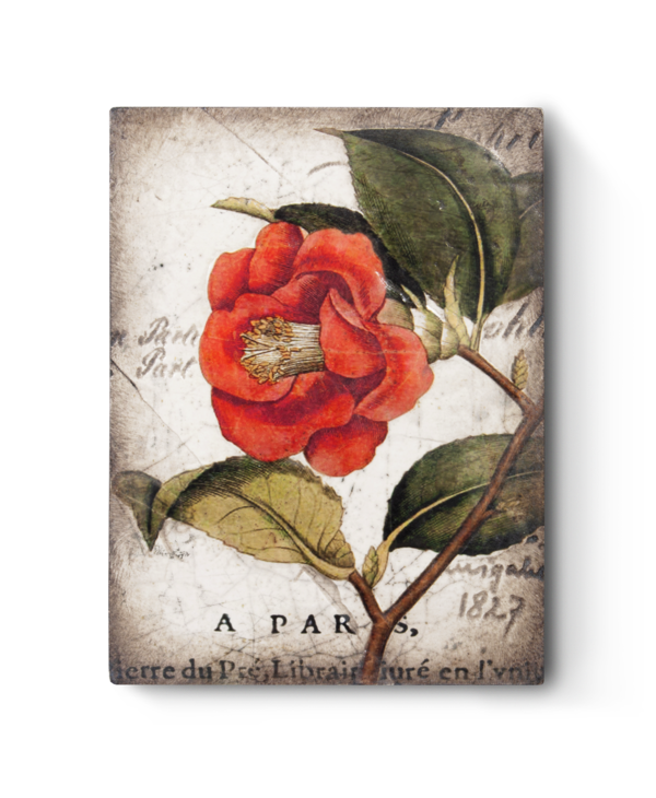 Sid Dickens T404 RED CAMELLIA