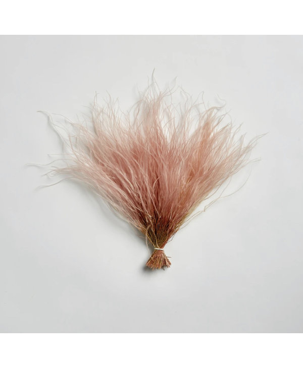 Luxe B Pampas Grass Pink Feather Grass