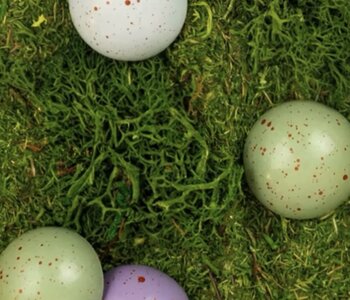 JACEK Robin Eggs Collection