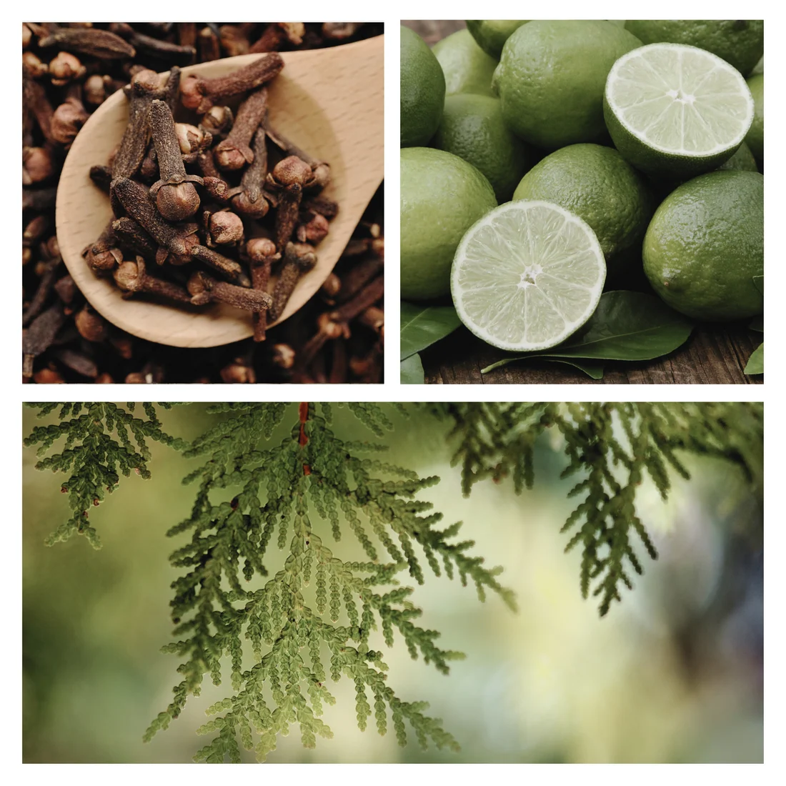Simmer and Co Natural Aroma Be Northern Simmer Pot Mix, Natural Wooded Citrus Aroma