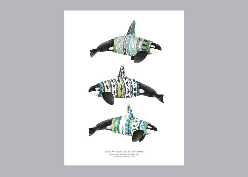 Natasha van Netten Print - Orca Ecotypes (Male)