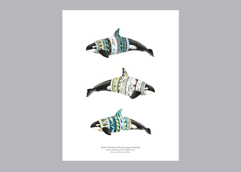 Natasha van Netten Print - Orca Ecotypes (Female)