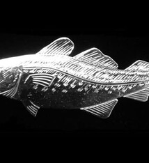 Wren Silverworks - Stuart Duncan - CCBC Brooch - Atlantic Cod
