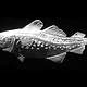 Wren Silverworks - Stuart Duncan - CCBC Brooch - Atlantic Cod