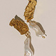Pamela Card Earrings - Filigree Divine - 24K Plated, Freshwater Biwa Pearl