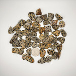 CP Dalmatian Jasper