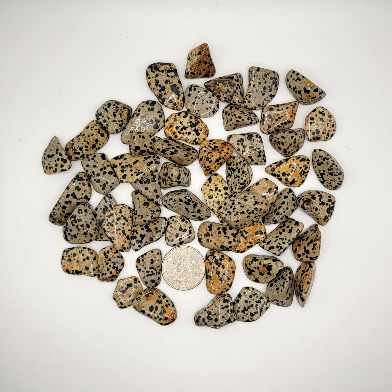 CP Dalmatian Jasper