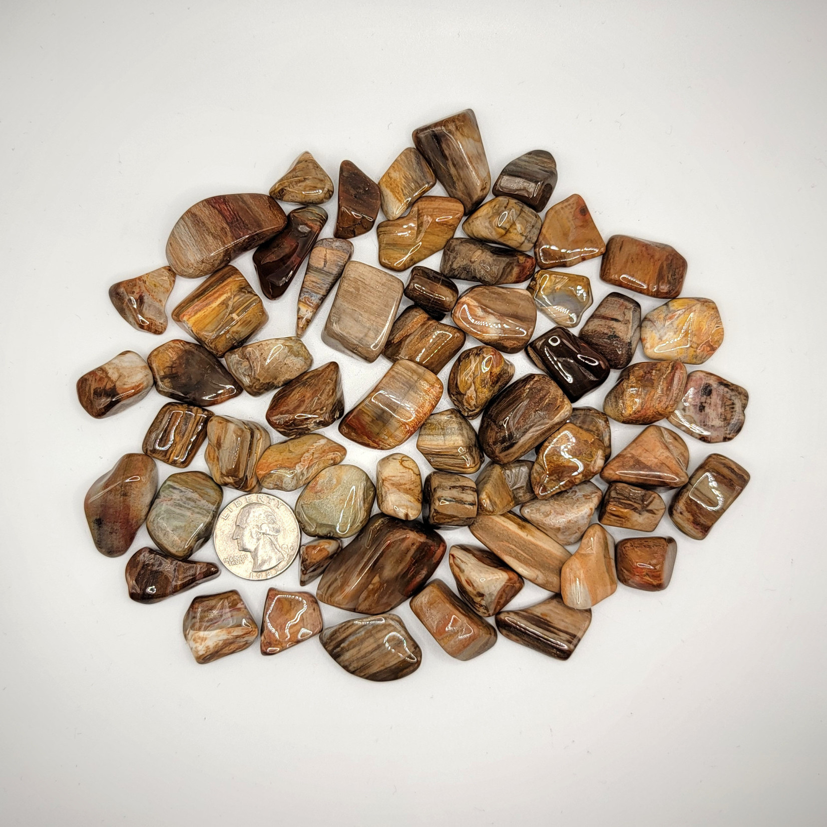 CP Tumbled Petrified wood