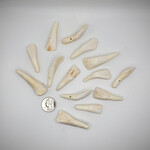 CP White Buffalo Teeth