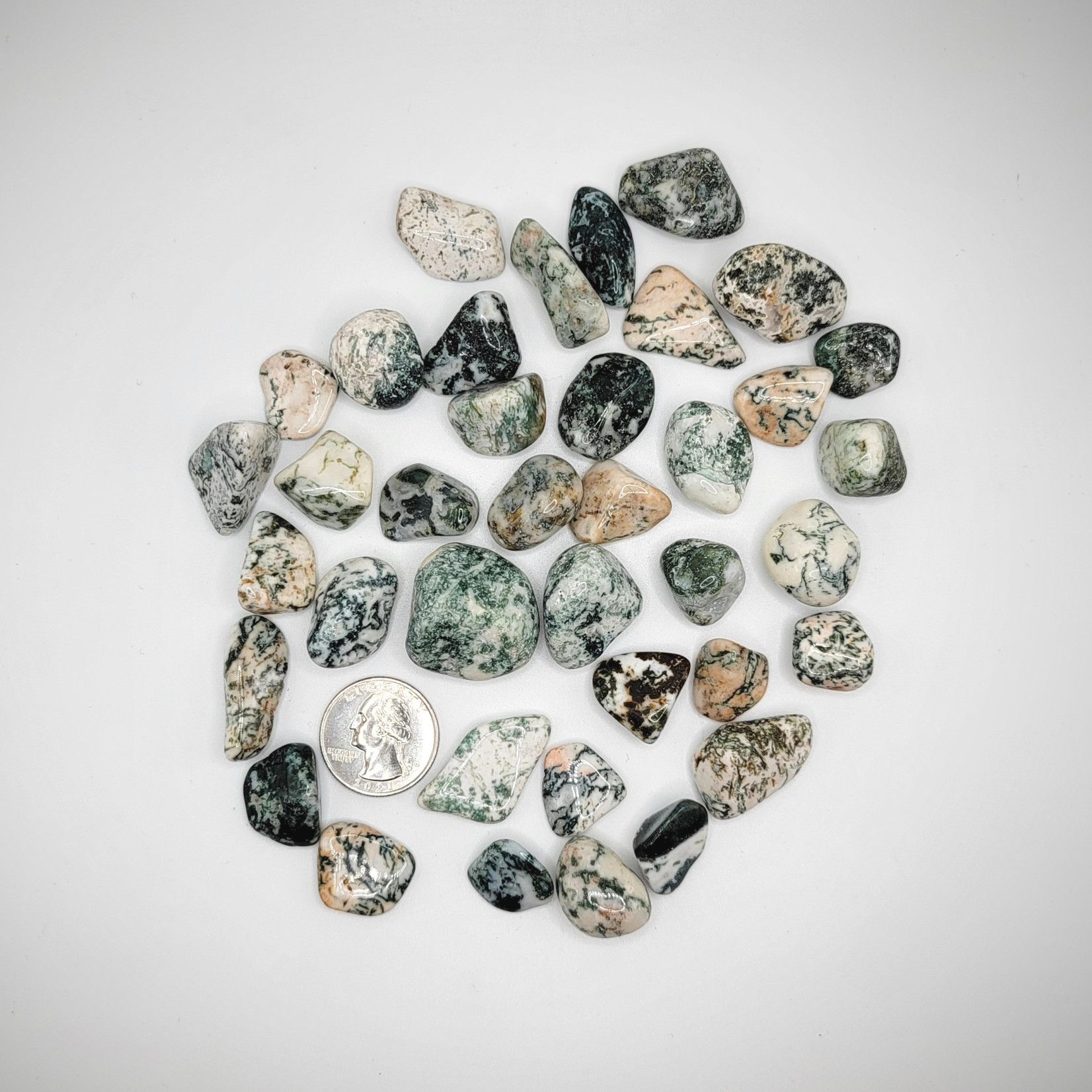 CP Tumbled Tree Agate