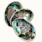 Abalone Shells