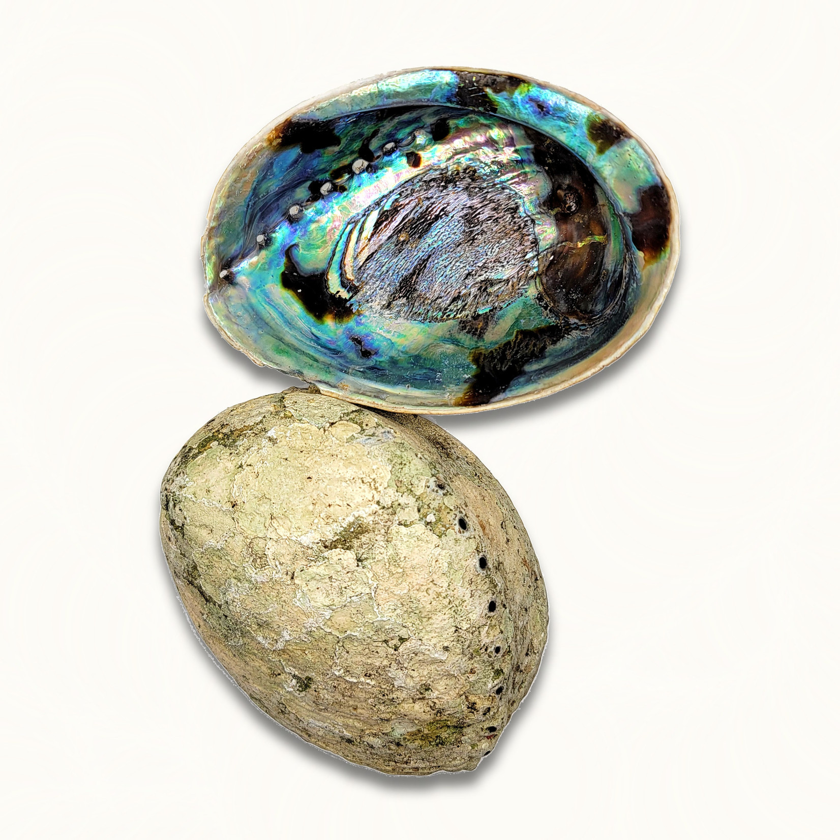 Abalone Shells