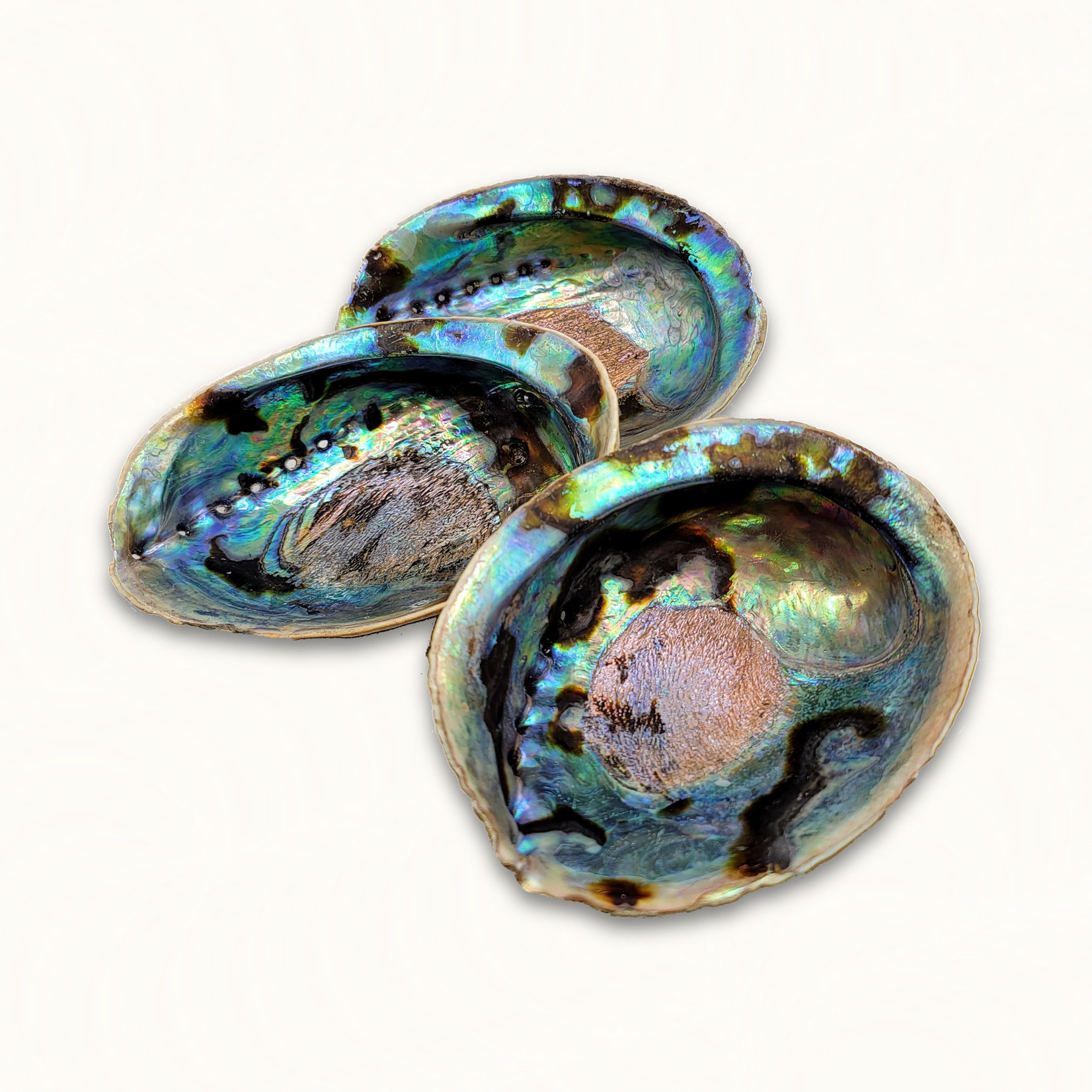 Abalone Shells