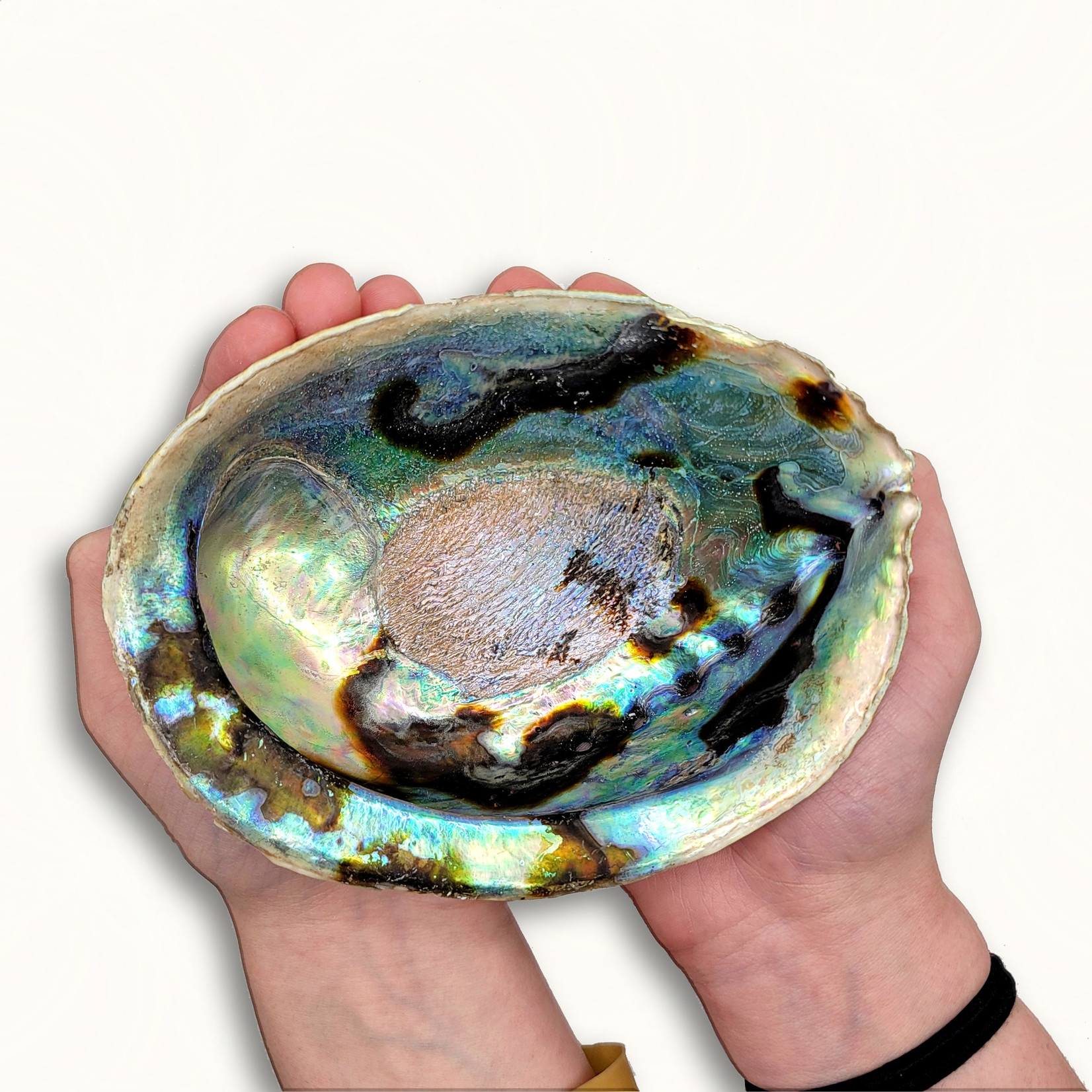 Abalone Shells