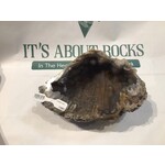 Fossilized Coral