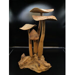 3 Flat 1 Smooth Cap on Root #33