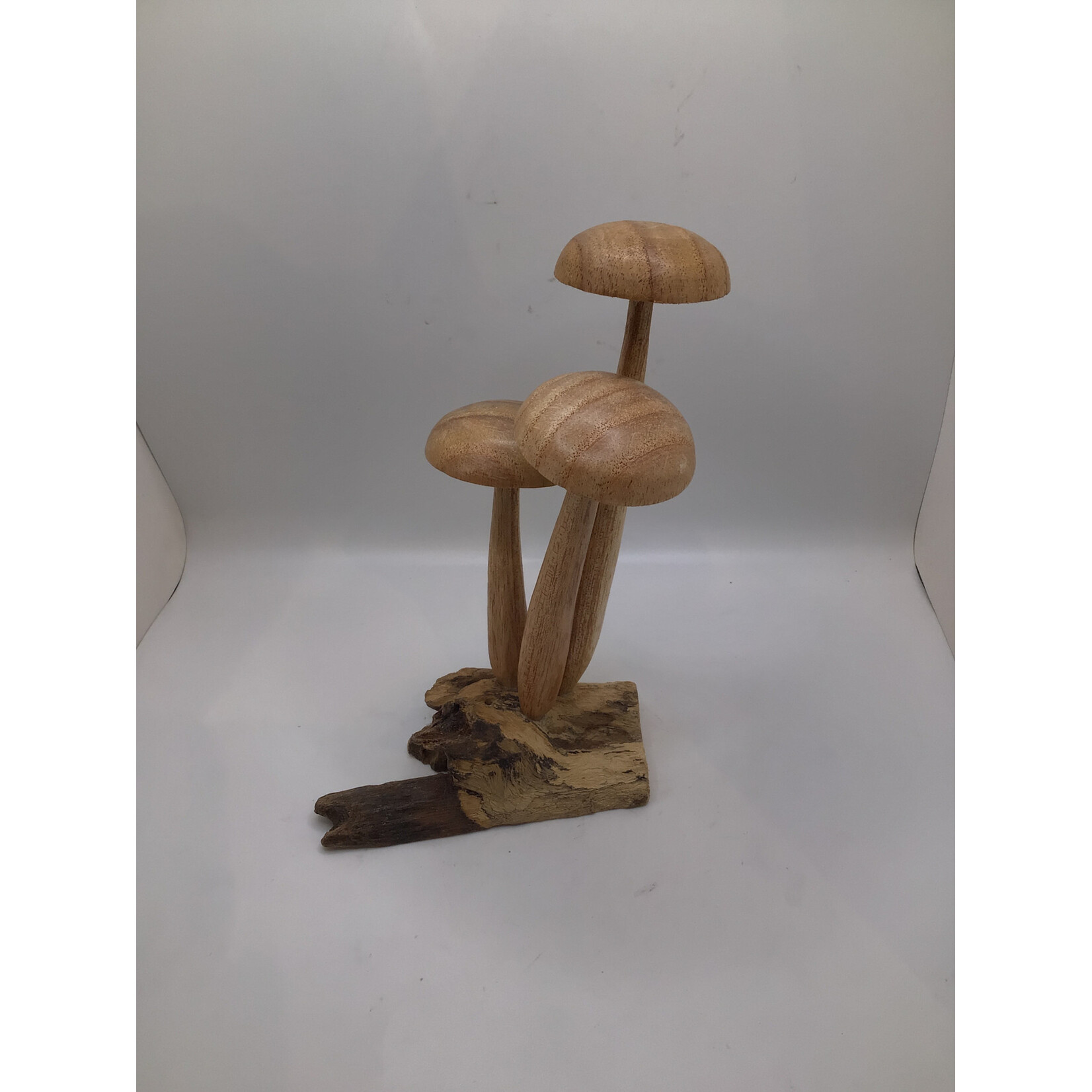 3 Round Top Mushroom on Root #30