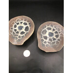 Septarian Nodule Large