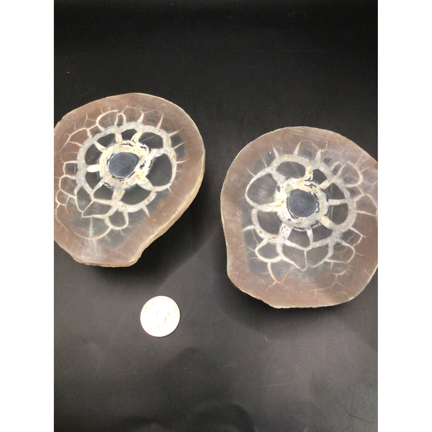 Septarian Nodule Large