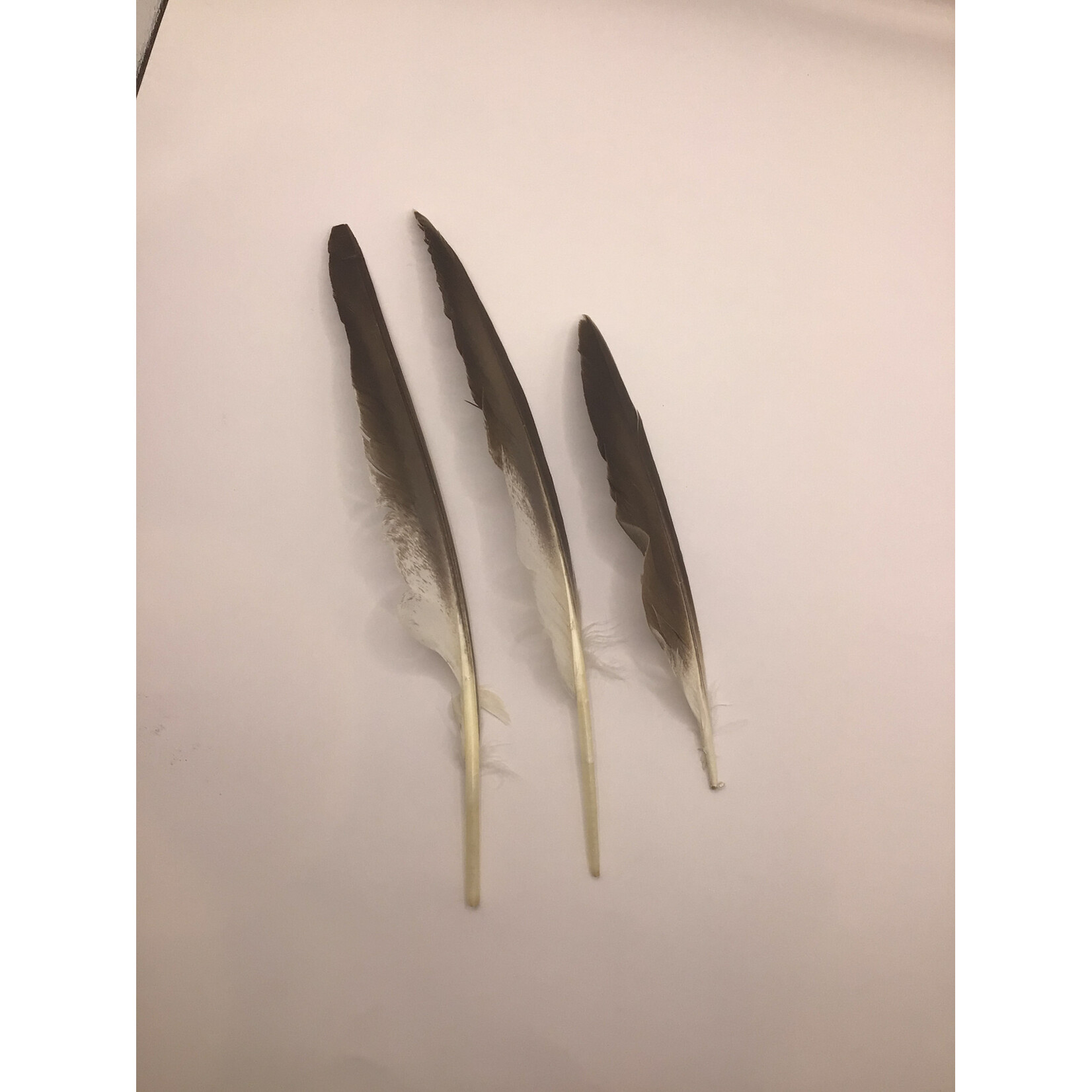 Duck Feather (2) for $2.98