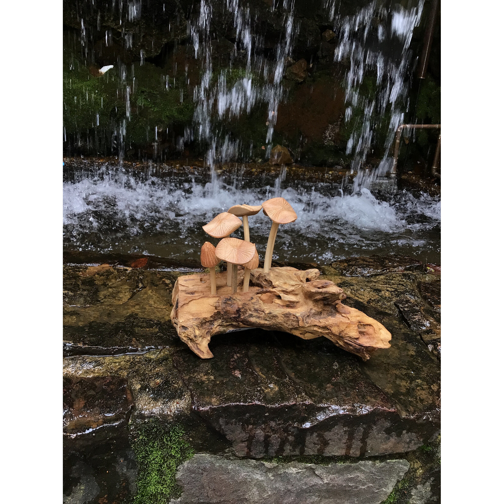 Cluster of Mushrooms on Driftwood 7x4.5, 64368