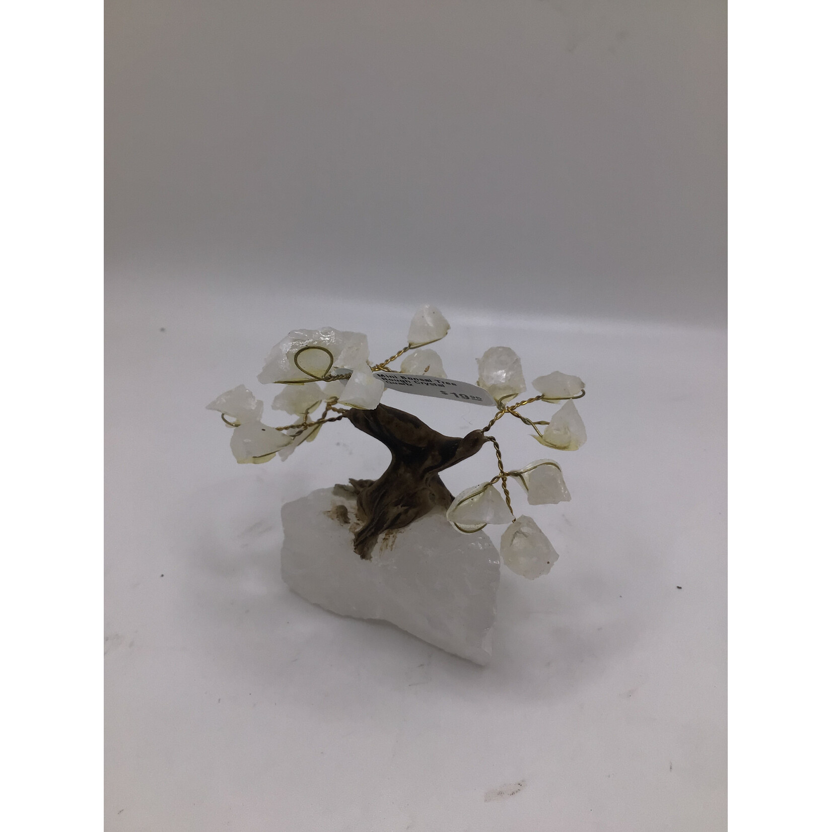 Mini Bonsai Tree Rough