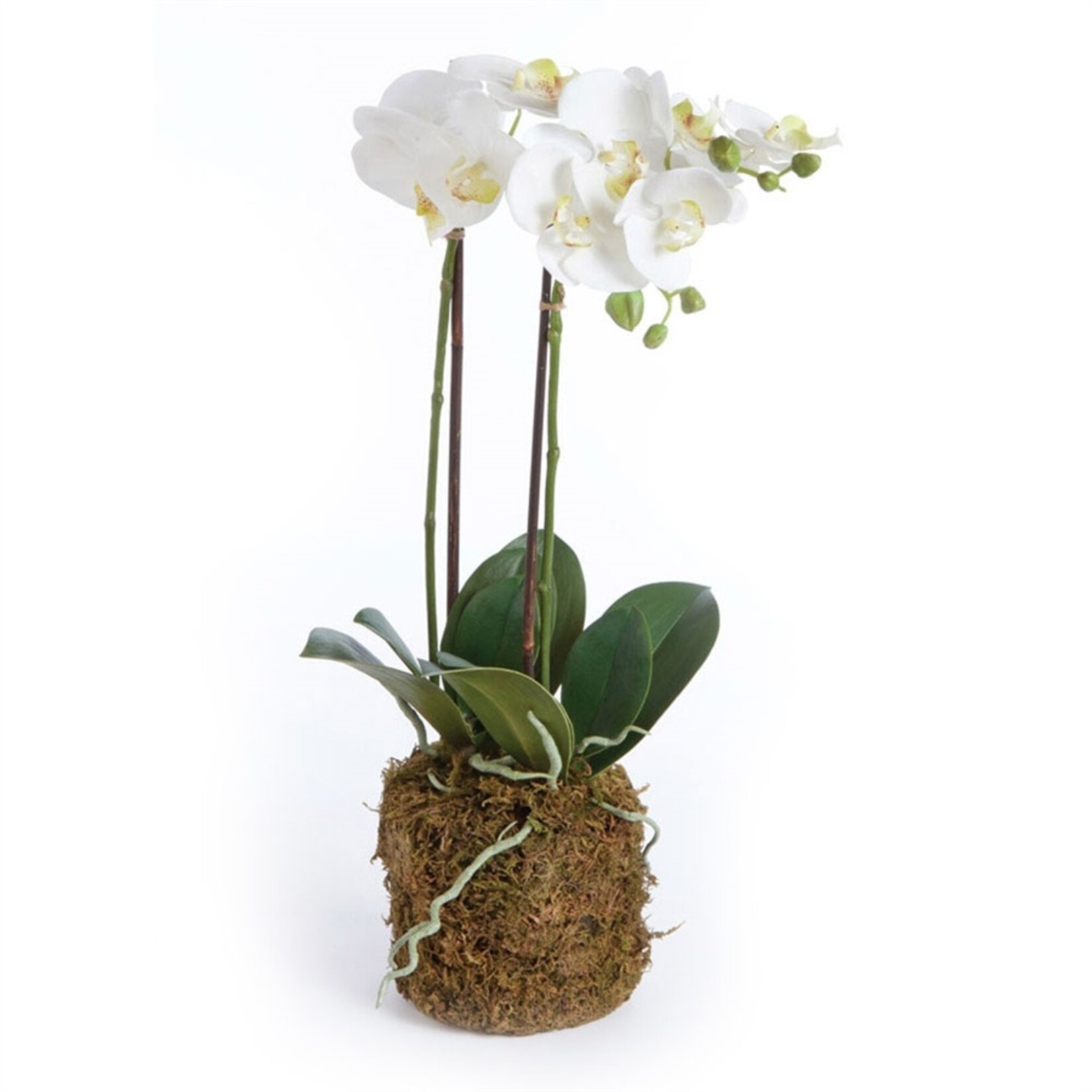 Napa Home and Garden Phalaenopsis White Orchid Drop-In - 23"