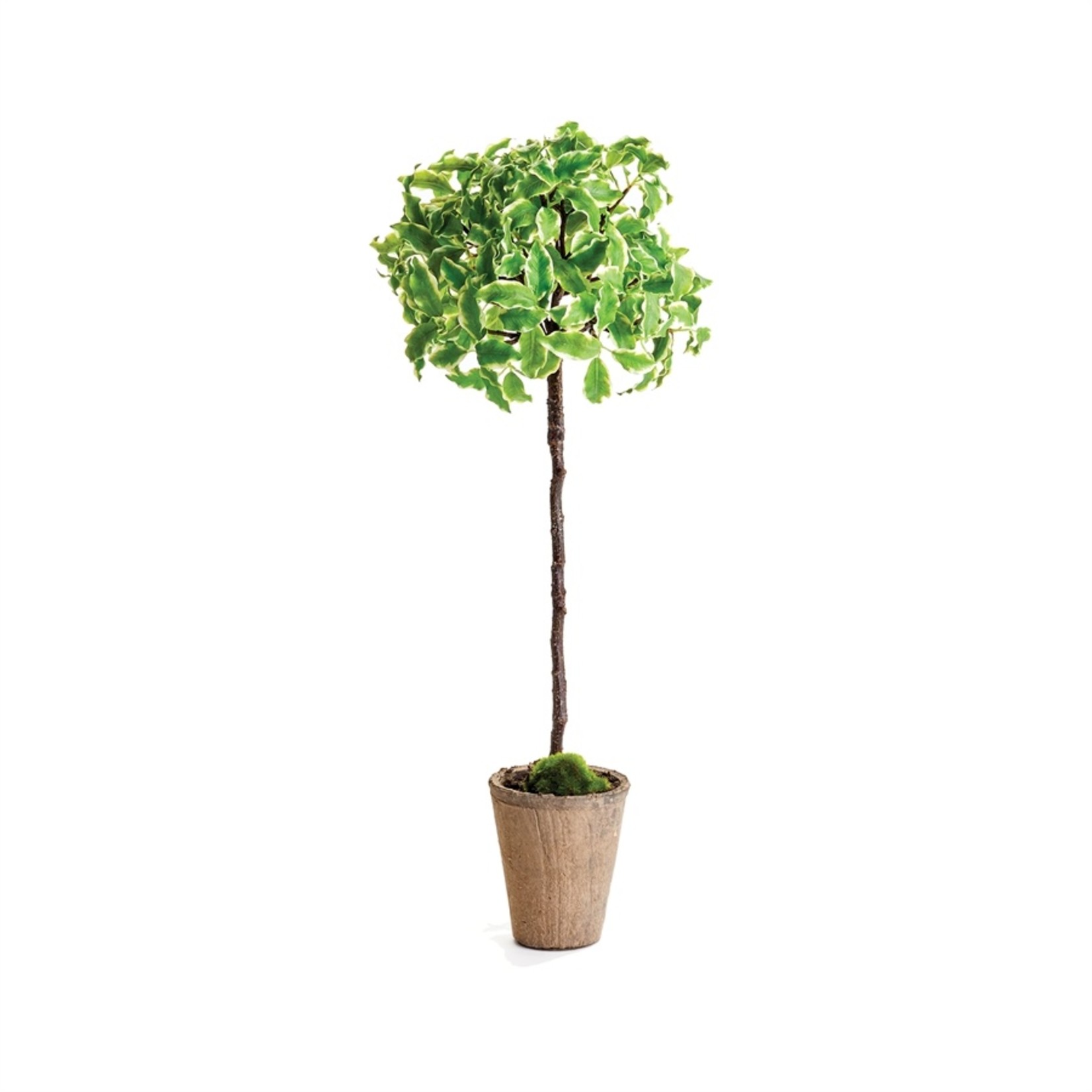 Napa Home and Garden Euonymus Topiary 23"