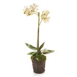 Napa Home and Garden Phalaenopsis White & Purple Orchid Drop-In - 17"