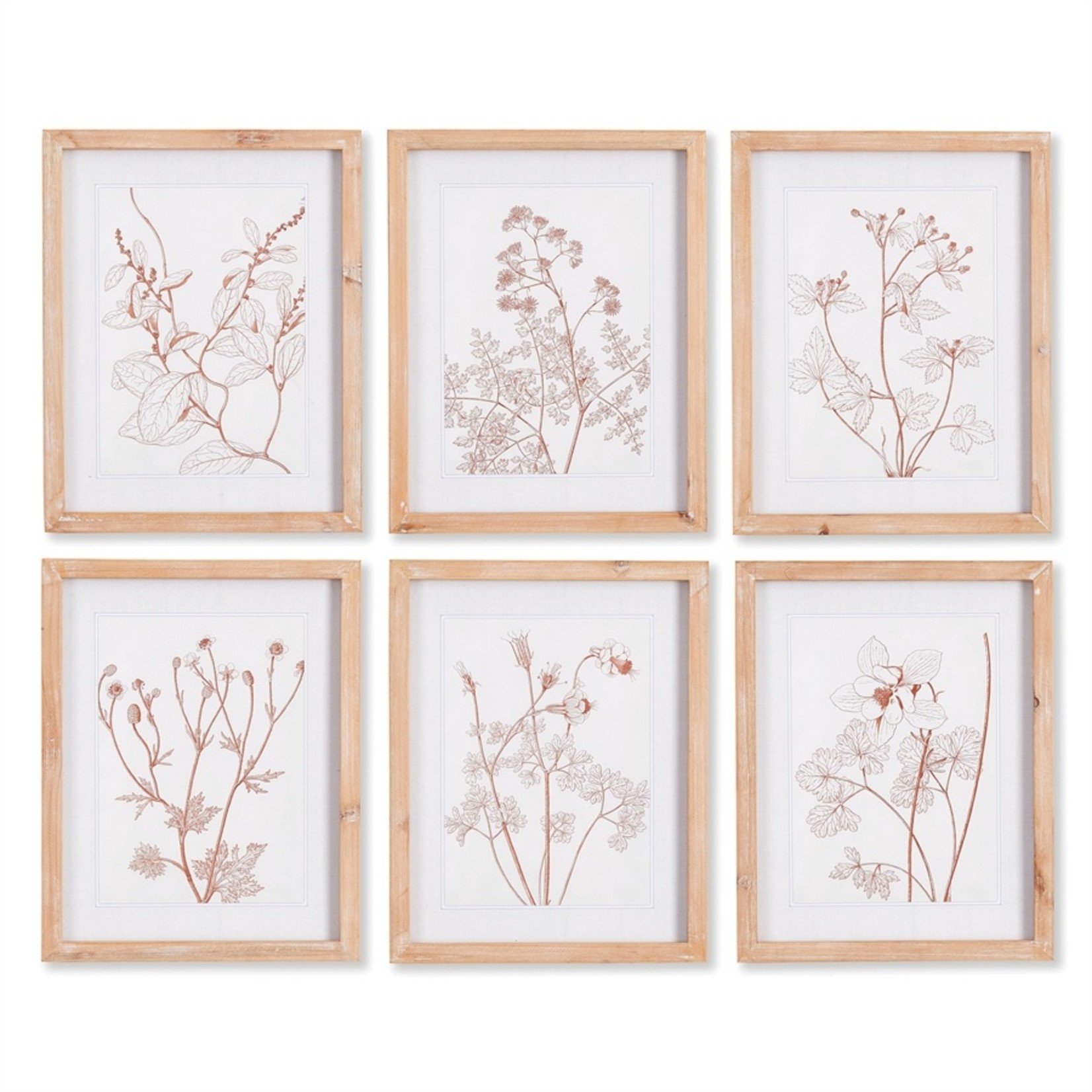 Napa Home and Garden Illustrated Botanicals (Set of 6)