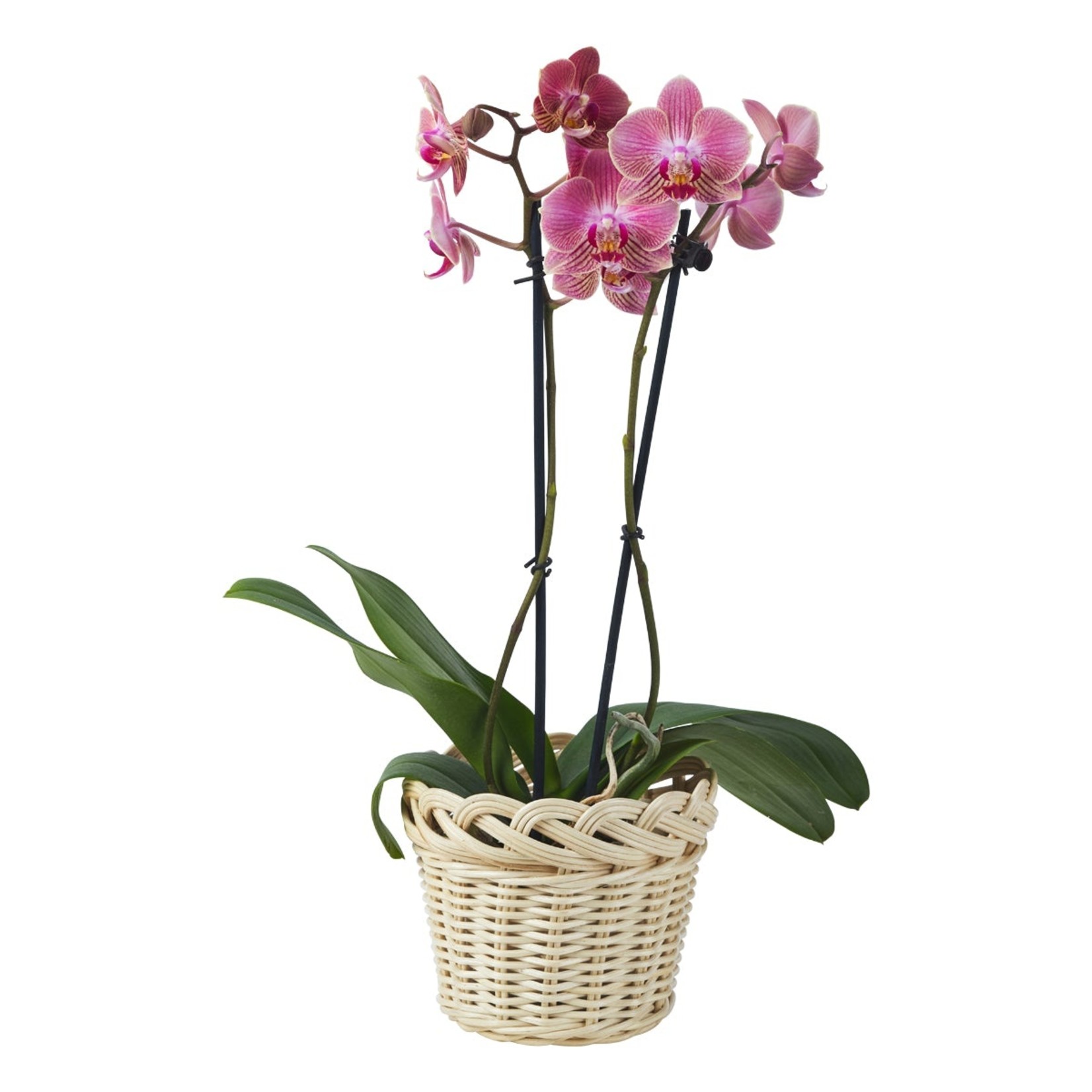 Amanda Lindroth Braided Orchid Baskets