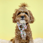 Sassy Woof Dog Collars & Leash in Magnolia