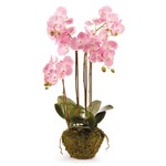 Napa Home and Garden Phalaenopsis Pink Orchid Drop-In - 30"