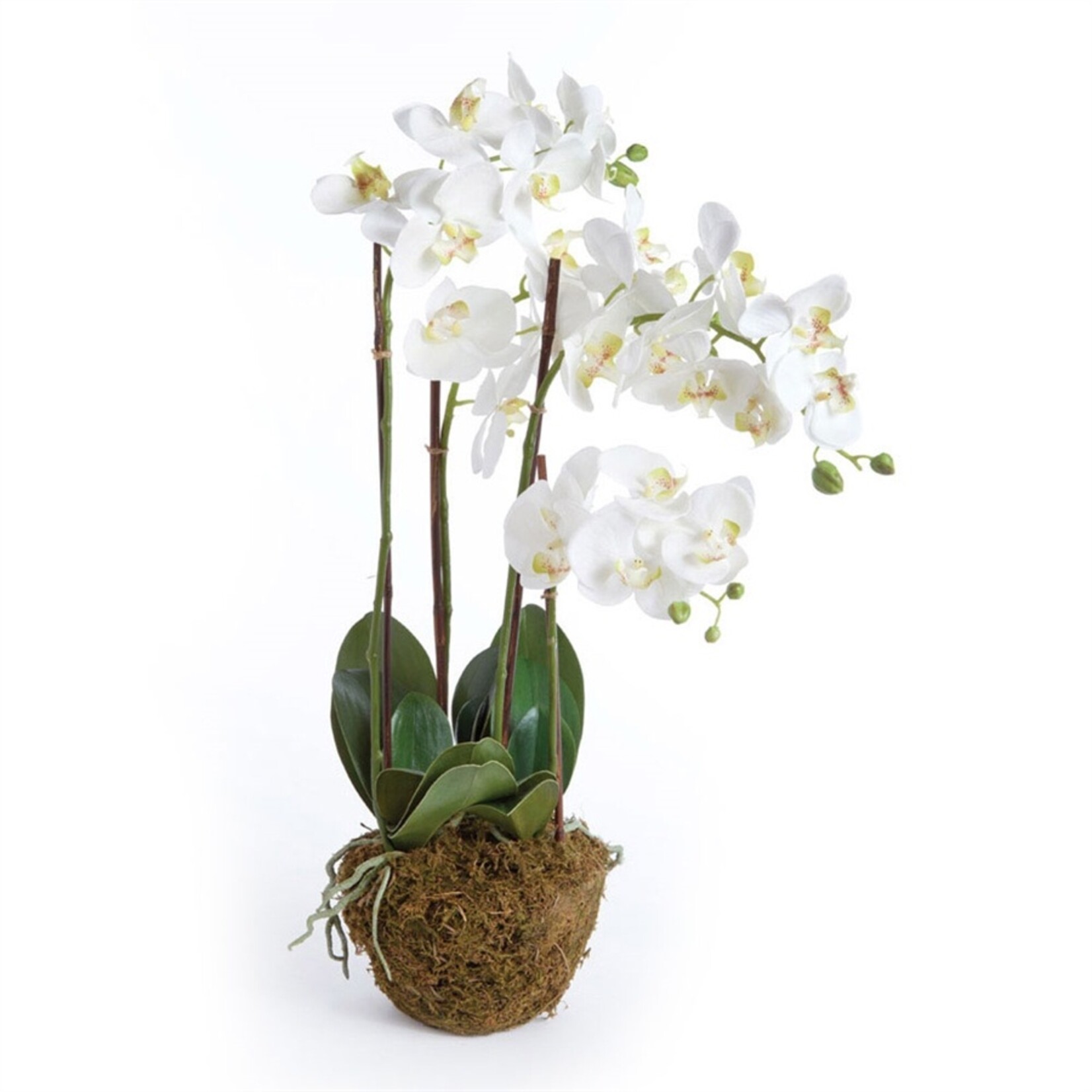 Napa Home and Garden Phalaenopsis White Orchid Drop-In - 30"