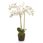 Napa Home and Garden Phalaenopsis White Orchid Drop-In - 33"