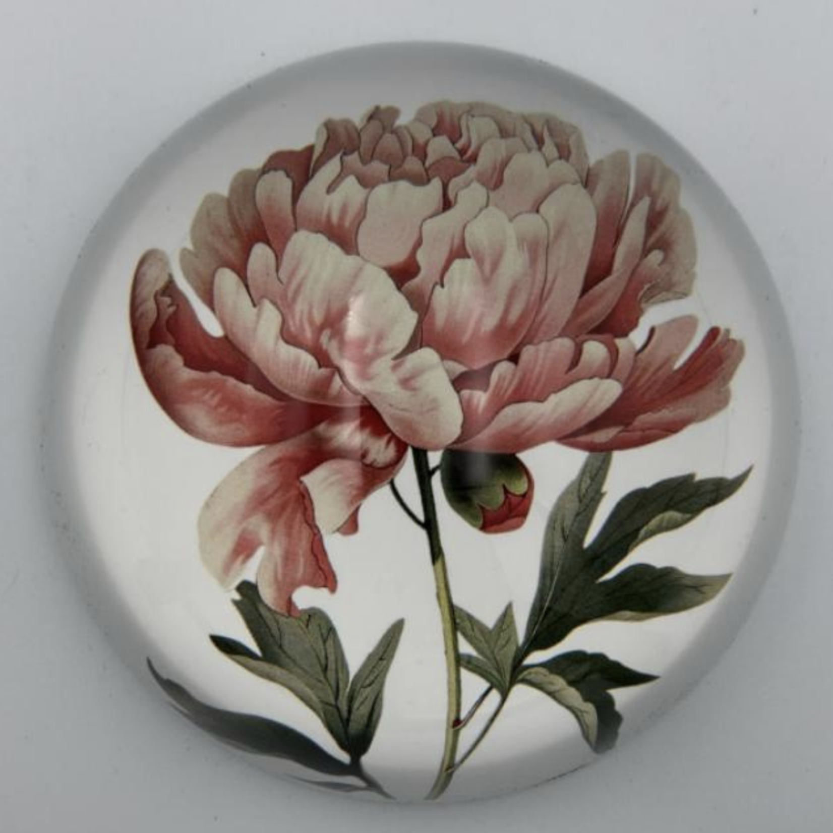 Saint Austin Company Decorative Paperweights in Botanicals