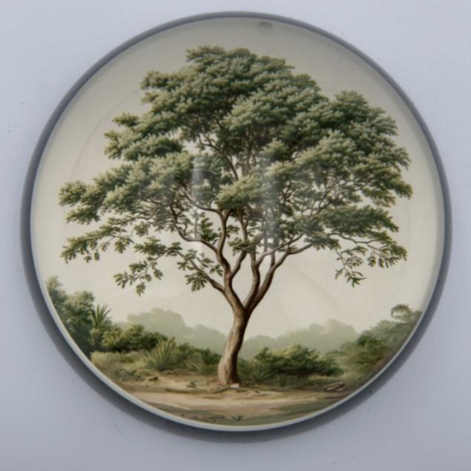 Saint Austin Company Decorative Paperweights in Botanicals