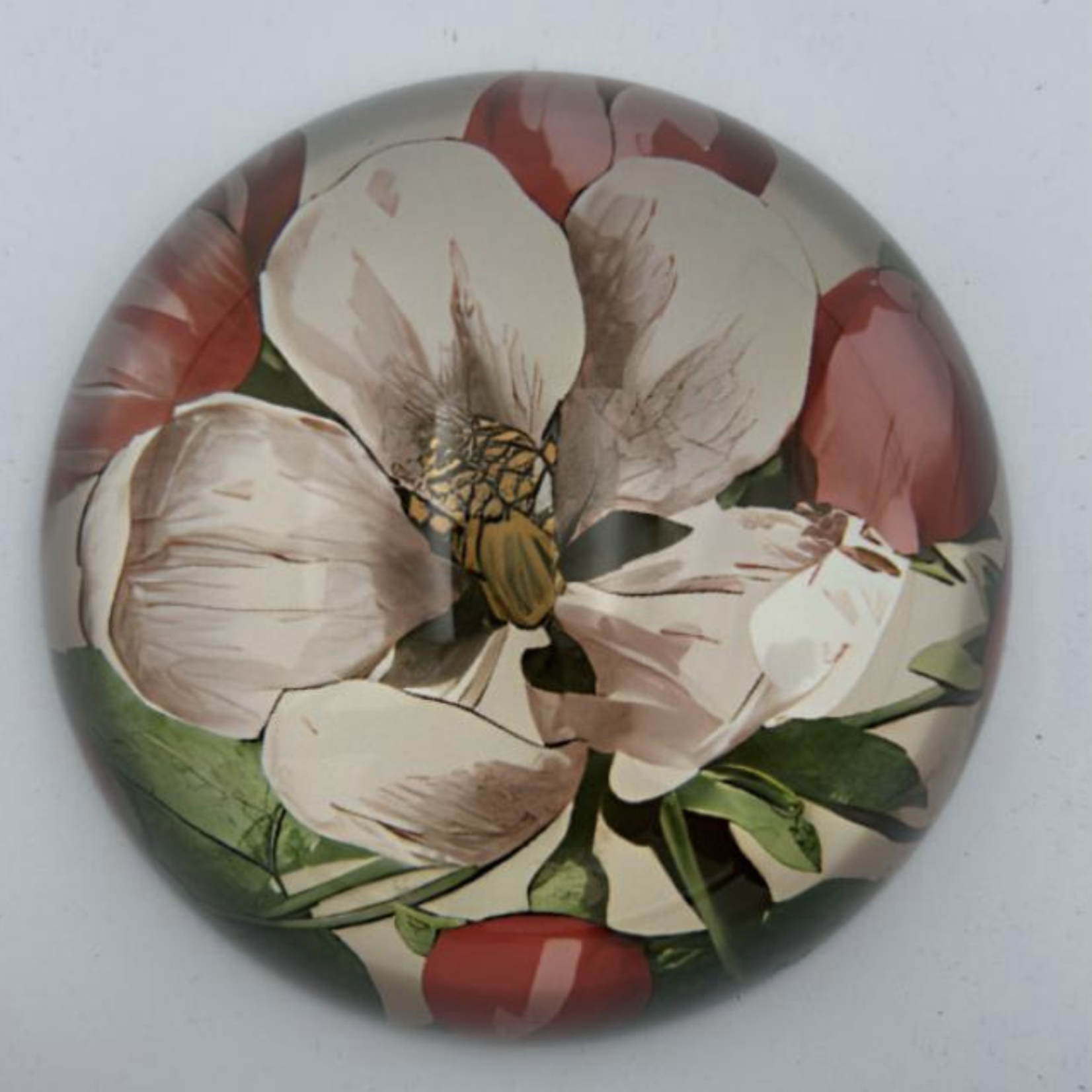 Saint Austin Company Decorative Paperweights in Botanicals