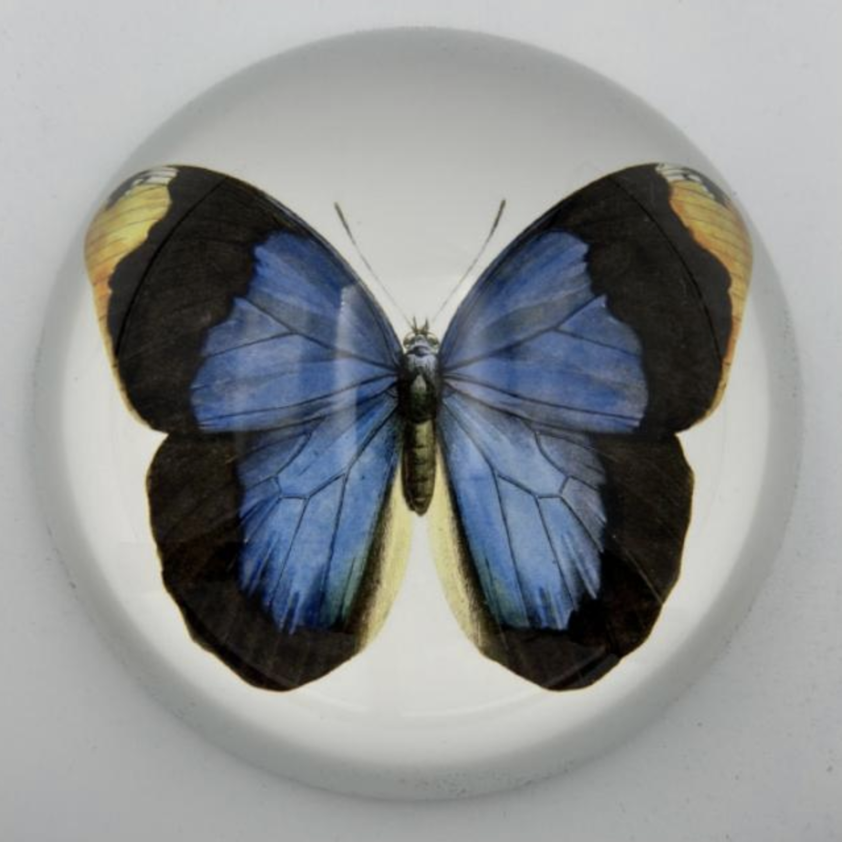 Saint Austin Company Decorative Paperweights in Animal
